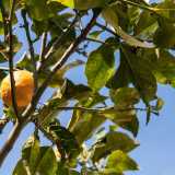 Ma a donare vita all�ambiente c�� il giardino, l� dove si ergono alberi da frutto di ogni genere: limoni, melograni, fichi e mandorli